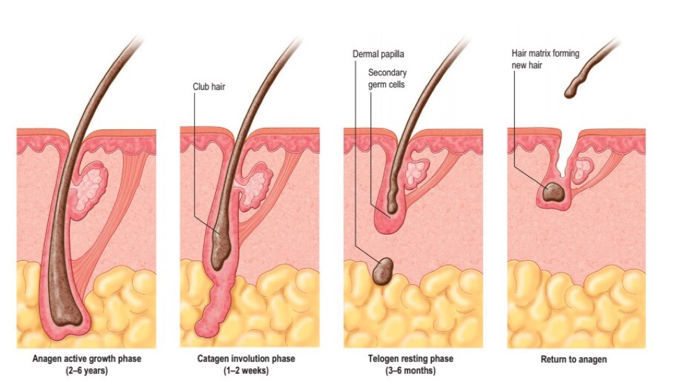 hair cycle hair growth Anagen Catagen Telogen hair treatment in Ahmedabad